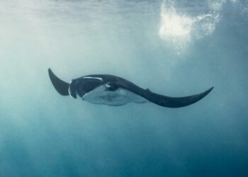 Beban Pajak Impor AS Ditanggung Warga Amerika Sendiri, Studi Jerman Ungkap Fakta Mengejutkan