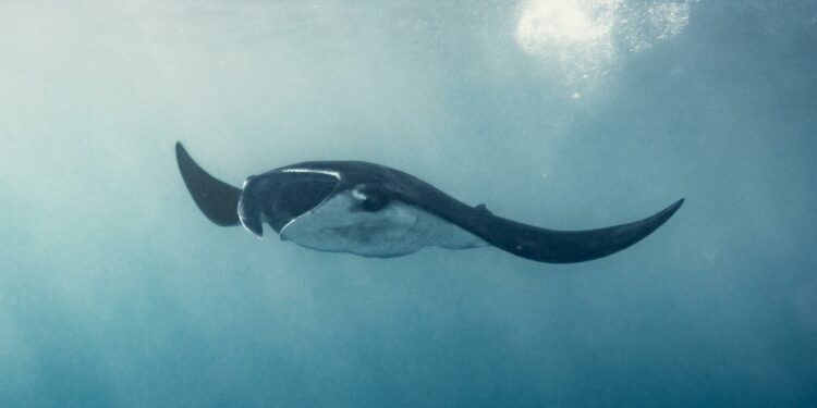 Beban Pajak Impor AS Ditanggung Warga Amerika Sendiri, Studi Jerman Ungkap Fakta Mengejutkan