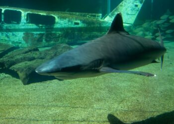 Misteri Hiu Greenland: Membongkar Rahasia Kehidupan Abadi Para Raksasa Laut Purba