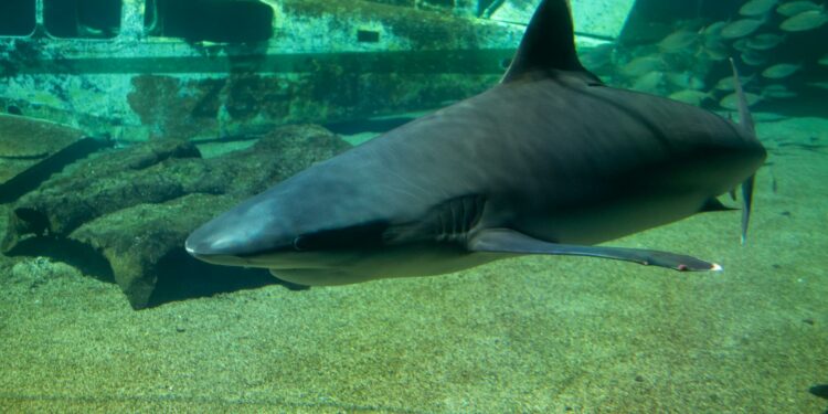 Misteri Hiu Greenland: Membongkar Rahasia Kehidupan Abadi Para Raksasa Laut Purba