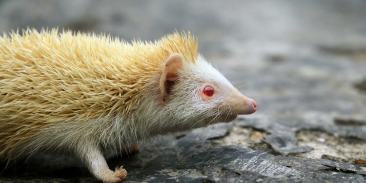 Tambang Langka Eropa: Kunci Kemandirian dari Dominasi China