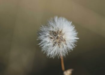 Transformasi TI Tanpa Gejolak: AI dan Disiplin Layanan Kunci Membangun Kepercayaan