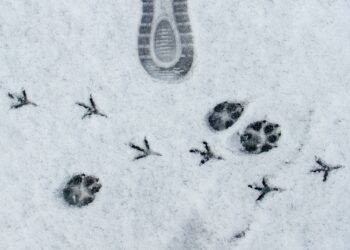 Di Balik Klik ‘Terima Semua’: Mengurai Kebijakan Cookie Google dan Dampaknya pada Pengguna