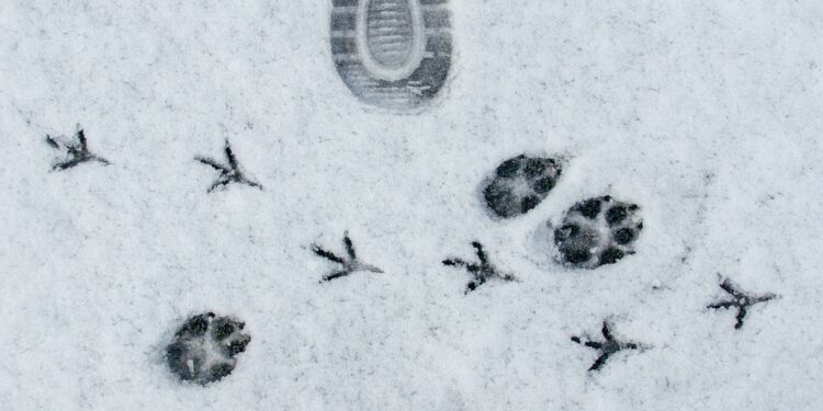 Di Balik Klik ‘Terima Semua’: Mengurai Kebijakan Cookie Google dan Dampaknya pada Pengguna