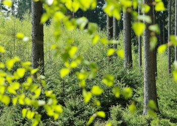 Terobosan Lingkungan: Brazil Serahkan Konsesi Reboisasi Amazon Perdana ke Startup Re.green