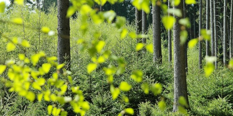 Terobosan Lingkungan: Brazil Serahkan Konsesi Reboisasi Amazon Perdana ke Startup Re.green