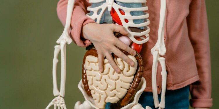 Terobosan Ilmiah: Jaringan Saraf Klitoris Berhasil Dipetakan Sepenuhnya, Mengubah Pemahaman Anatomi Wanita