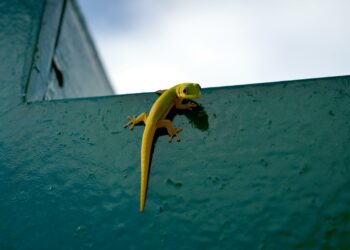 Lompatan Raksasa geCKo Materials: Dari Panggung Startup ke Stasiun Luar Angkasa dengan Perekat Revolusioner