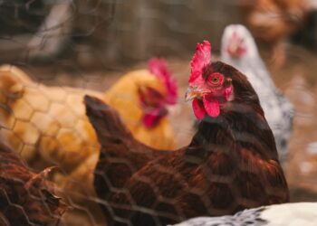 Revolusi Protein Global: Laporan PBB Ungkap Konsumsi Ayam Melonjak Enam Kali Lipat Sejak 1961