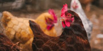 Revolusi Protein Global: Laporan PBB Ungkap Konsumsi Ayam Melonjak Enam Kali Lipat Sejak 1961