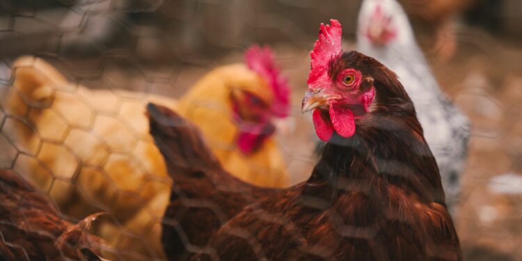 Revolusi Protein Global: Laporan PBB Ungkap Konsumsi Ayam Melonjak Enam Kali Lipat Sejak 1961