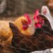 Revolusi Protein Global: Laporan PBB Ungkap Konsumsi Ayam Melonjak Enam Kali Lipat Sejak 1961